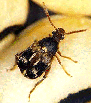 Callosobruchus