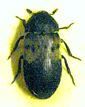 Dermestes