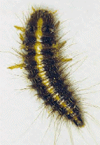 HIDE BEETLE