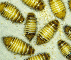 CARPET BEETLE