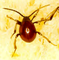 Gibbium