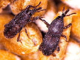 Granary Weevil