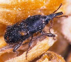 Rice Weevil