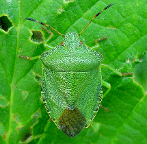 Green Shield Bug