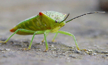 Hawthorn Shield Bug