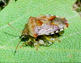 Parent Bug