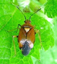 Mirid Bug