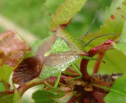 Hawthorn Shield Bug