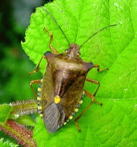 Forest Bug