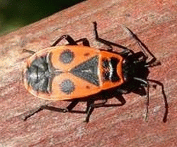 Firebug