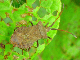 Squash Bug