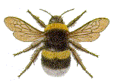 white-tailed