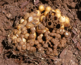 nest