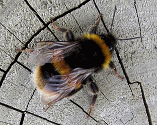 buff-tailed