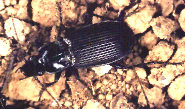 Pterostichus