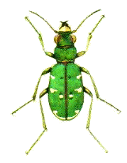 tiger beetle