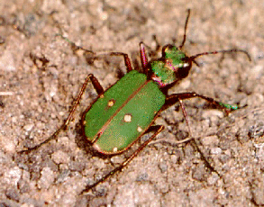 tiger beetle