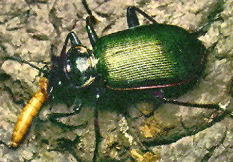 Calosoma