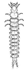carabid larva