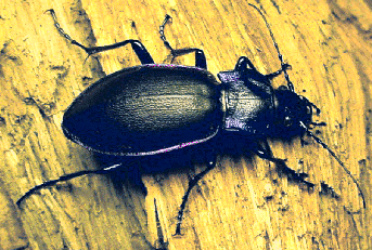Carabus