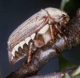 cockchafer