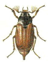 cockchafer