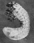 chafer grub