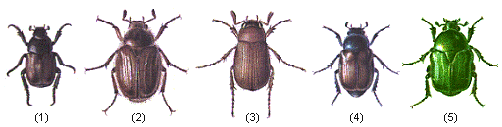 chafer beetles