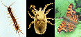 arthropod classification
