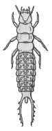 LARVA 1