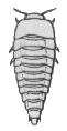 LARVA 2