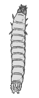 LARVA 3