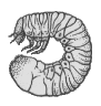 LARVA 4