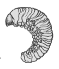 LARVA 5