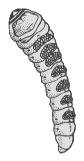 LARVA 6
