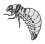 LARVA 7