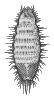 LARVA 8