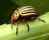 COLORADO BEETLE ADULT