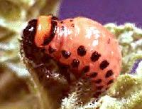 COLORADO BEETLE LARVA