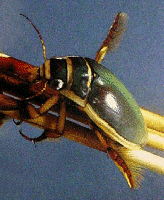DIVING BEETLE