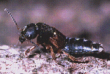 ROVE BEETLE