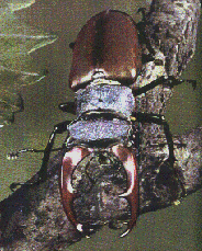 STAG BEETLE