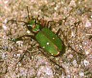 TIGER BEETLE