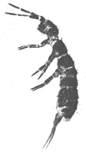 SPRINGTAIL