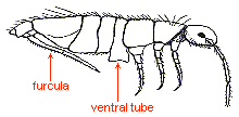 BODY STRUCTURE