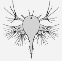 nauplius