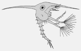 zoea