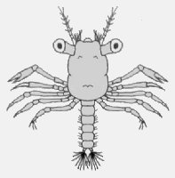 megalopa
