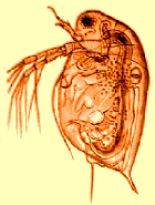 daphnia