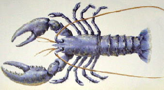 lobster